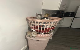 Ragamese cats for sale: Beautiful ragamese/bengal  - Image 15