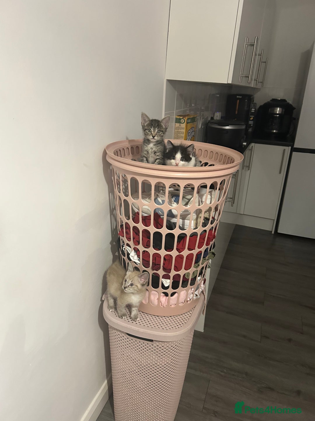 Ragamese cats for sale: Beautiful ragamese/bengal  - Image 15