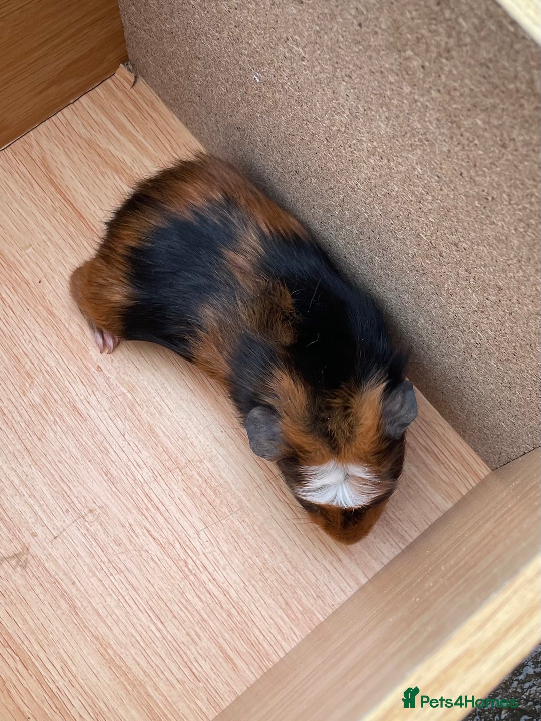 Guinea Pig rodents for sale: Beautiful Baby Guinea Pigs - Advert 14