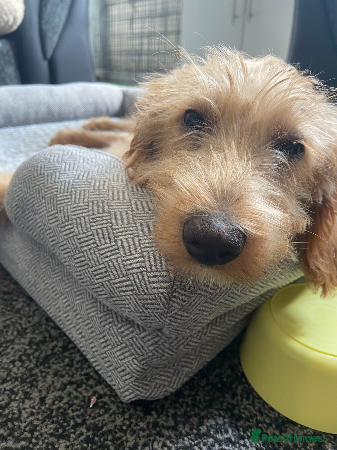 Labradoodle dogs for sale: 4 month old Labradoodle Puppy named Chilli🌶️ - Image 7