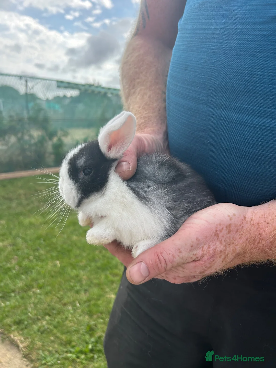 Mini Lop rabbits for sale: Two white mini lops  - Advert 2
