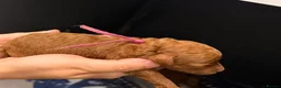 Toy Poodle dogs for sale: Deep red TOY POODLES❤️dna health clear parents  in Sittingbourne - Advert 9