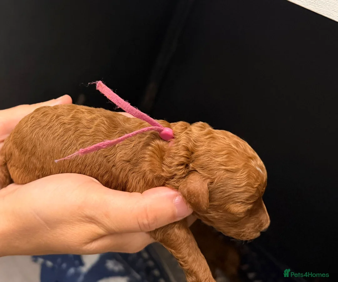 Toy Poodle dogs for sale: Deep red TOY POODLES❤️dna health clear parents  in Sittingbourne - Advert 9