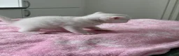 Mixed Breed cats for sale: Pure white male Turkish Angora/Domestic Short Hair - Advert 3