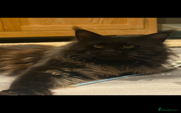 Maine Coon cats for sale: Attention please  - Image 8