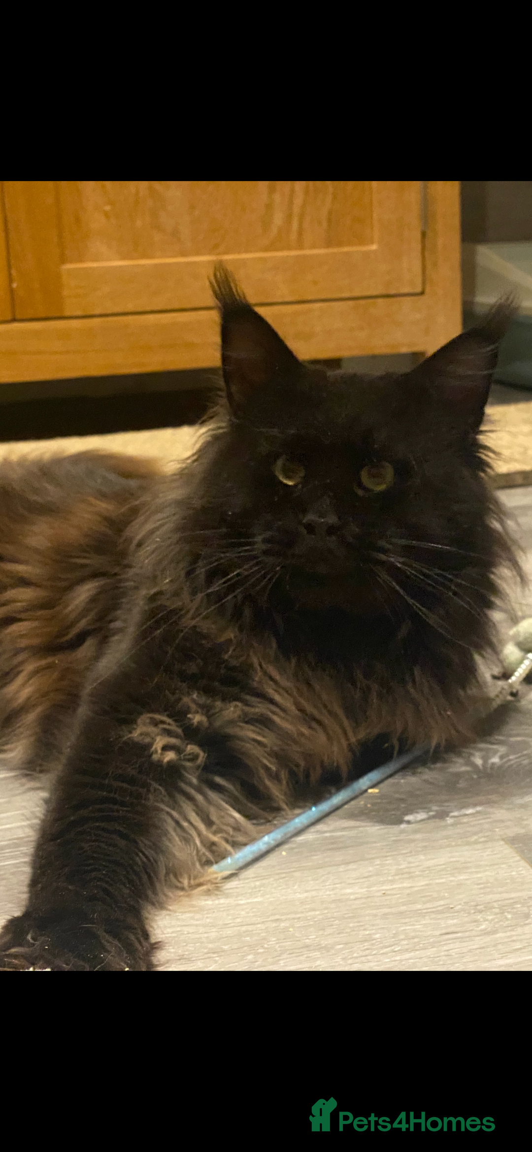 Maine Coon cats for sale: Attention please  - Image 8