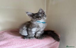 Maine Coon cats for sale: Pedigree GCCF Russian Import line Maine Coons - Image 4