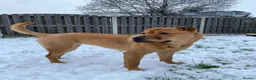 Shar Pei dogs for sale: Shar Pei Cross Female for sale  - Advert 4