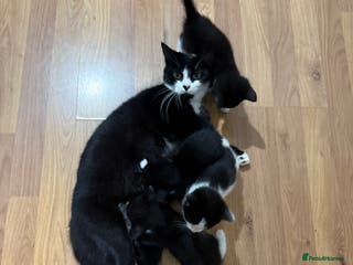Korat cats Cute playful kittens ready for their new home 🖤🤍 - Advert 1