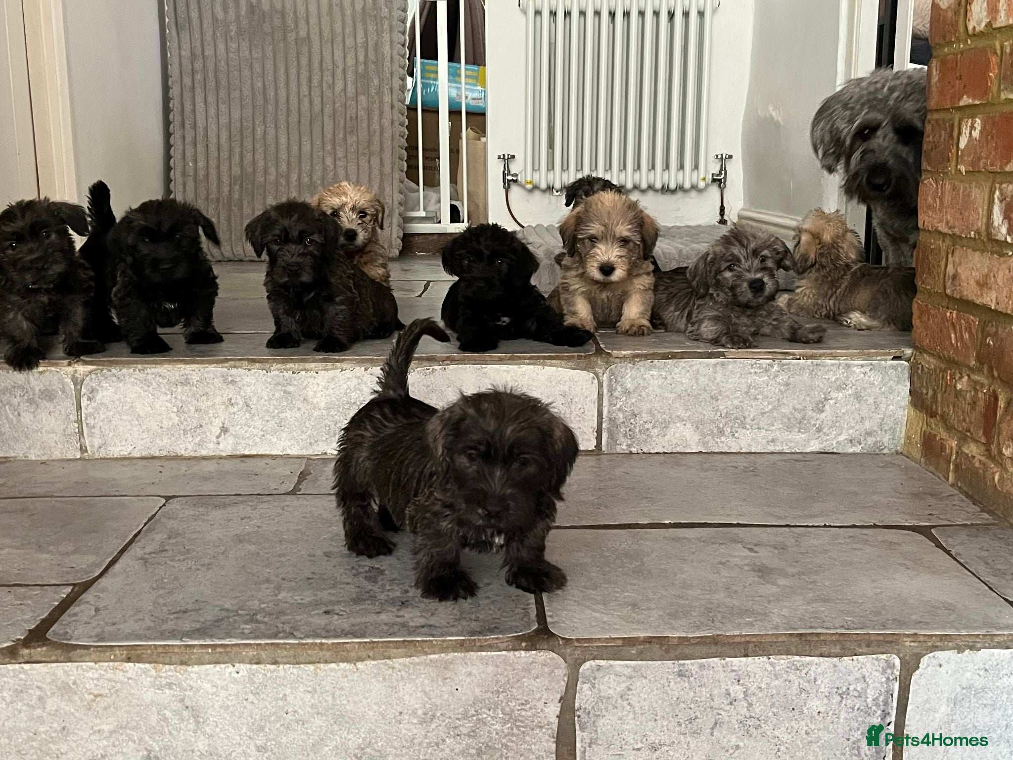 Glen of Imaal Terrier dogs Beautiful Glen of Imaal Terrier Pups 7 Avaliable - Advert 12