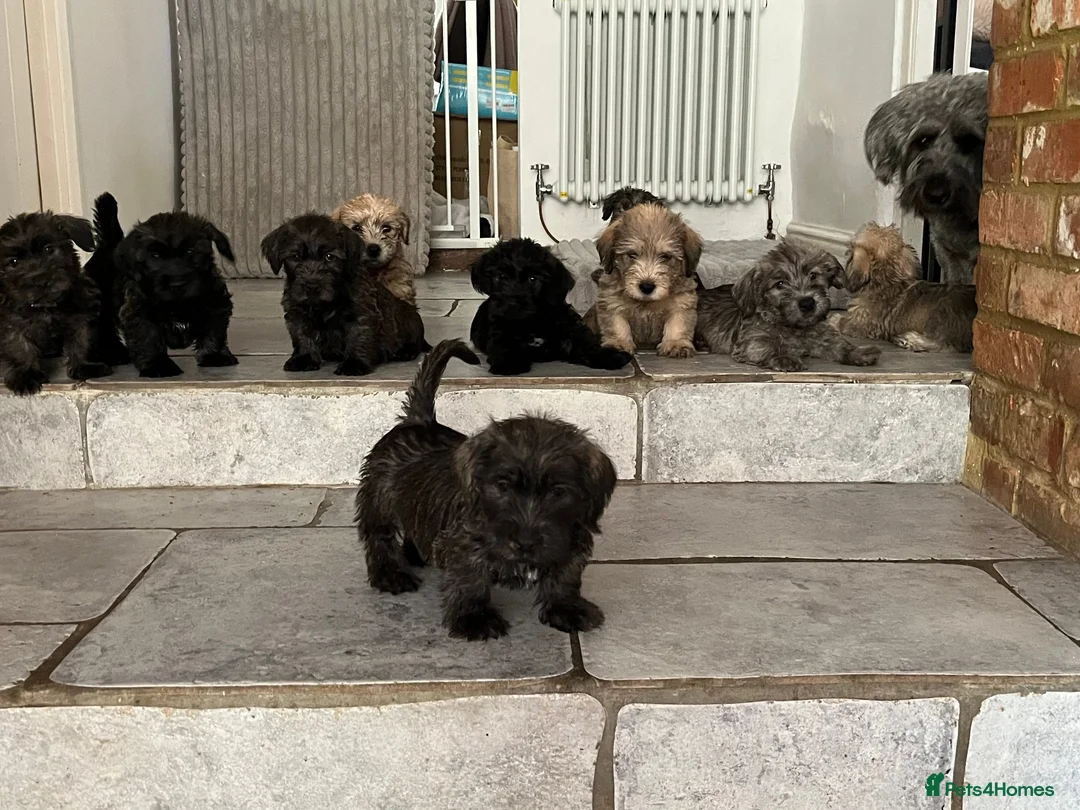 Glen of Imaal Terrier dogs for sale: Beautiful Glen of Imaal Terrier Pups 7 Avaliable - Advert 1