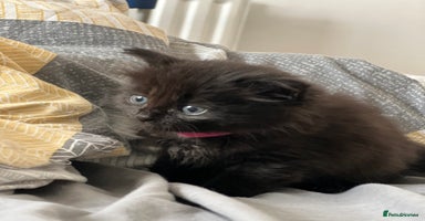 Mixed Breed cats - Advert 11