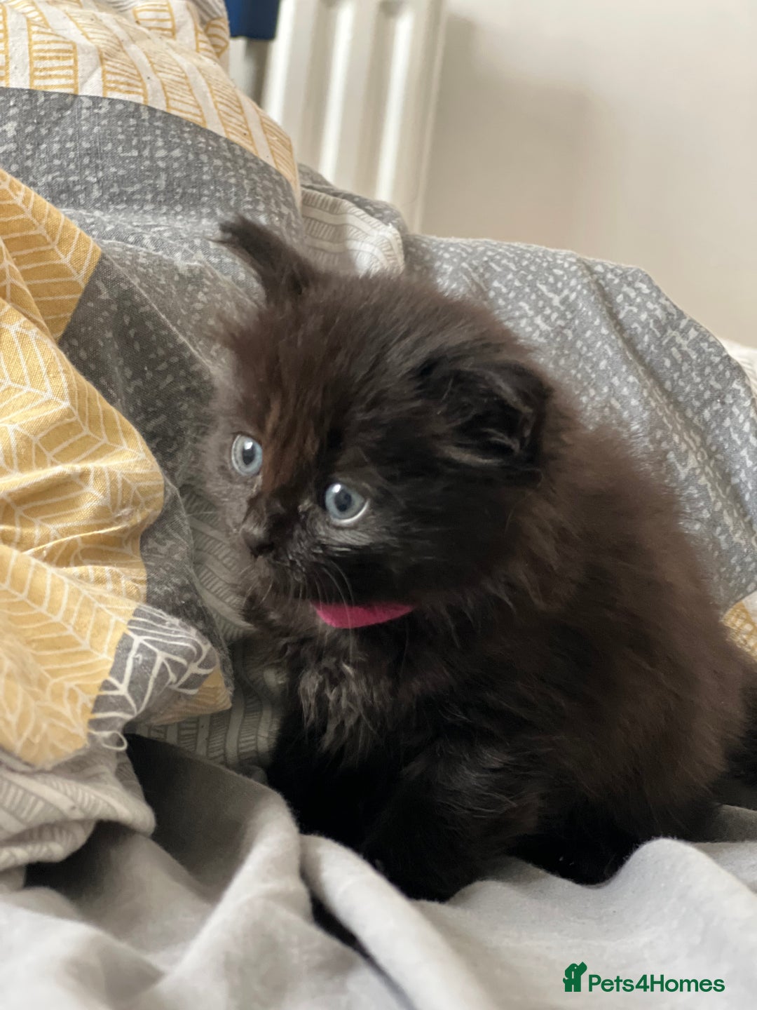 Mixed Breed cats for sale: Adorable 5-Week-Old Kittens Ready for Loving Home  - Image 3