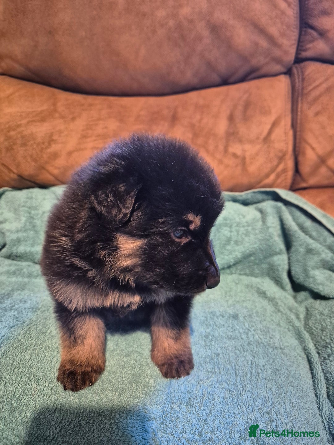 German Shepherd dogs for sale: KC German Shepherd Puppies Blue, White & Black/Tan - Image 35