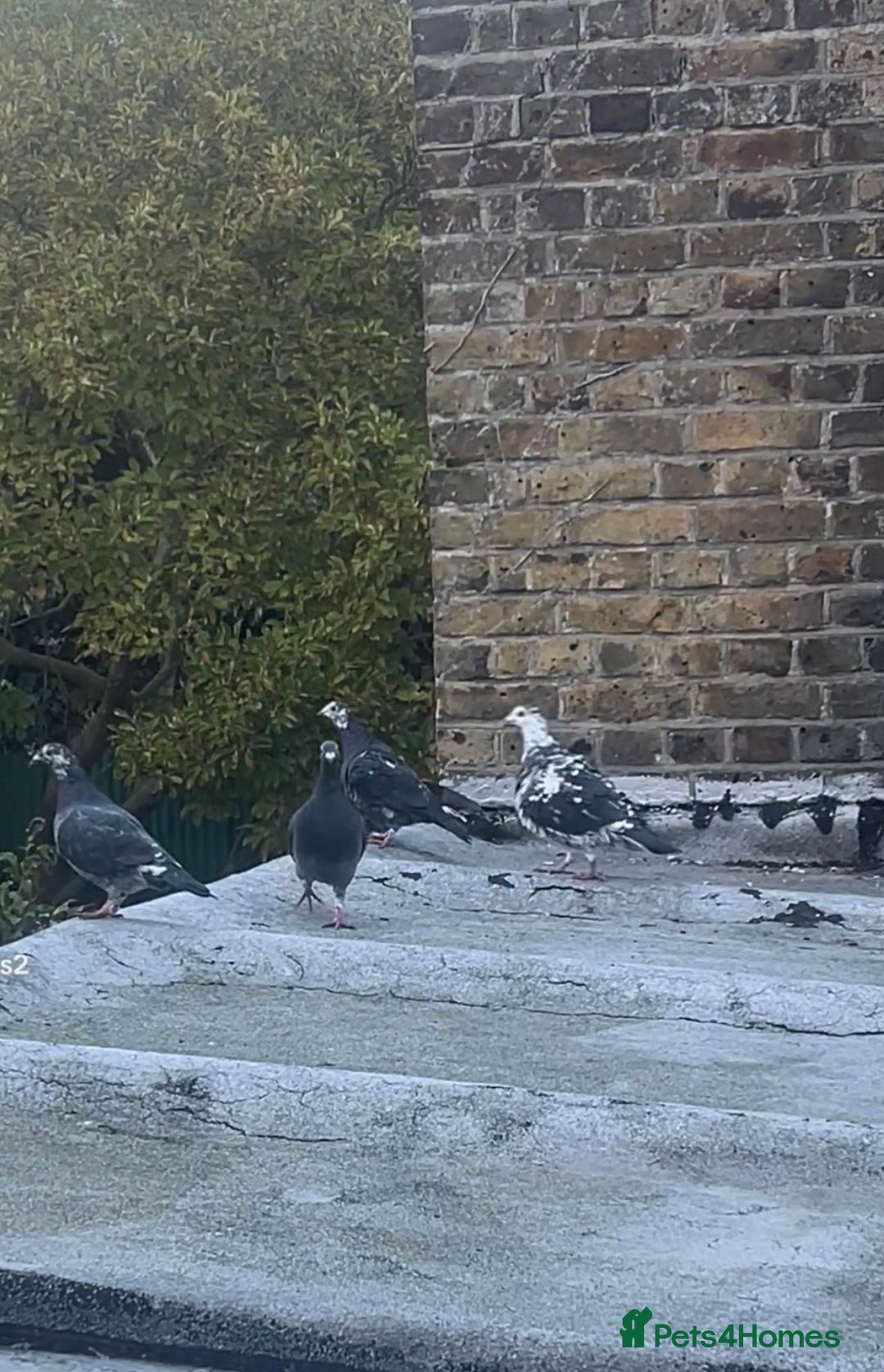 Pigeons birds for sale: Rice and pigeon - Advert 3