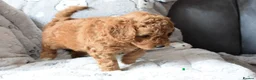 Cockapoo dogs for sale: 4 beautiful female cockapoos for sale - Advert 12