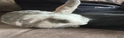 Mixed Breed rabbits for sale: Mixed breed baby rabbits - Advert 4