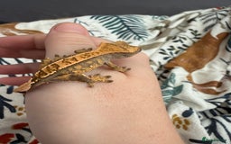 Gecko reptiles for sale: High End Various Crested Geckos for Sale - Advert 5