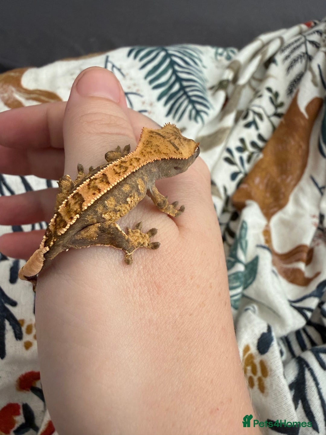 Gecko reptiles for sale: High End Various Crested Geckos for Sale - Advert 5