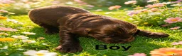 Cockapoo dogs for sale: DNA CLEAR, Stunning F1 Cockapoo puppies - Advert 3