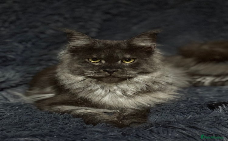 Maine Coon cats - Advert 15