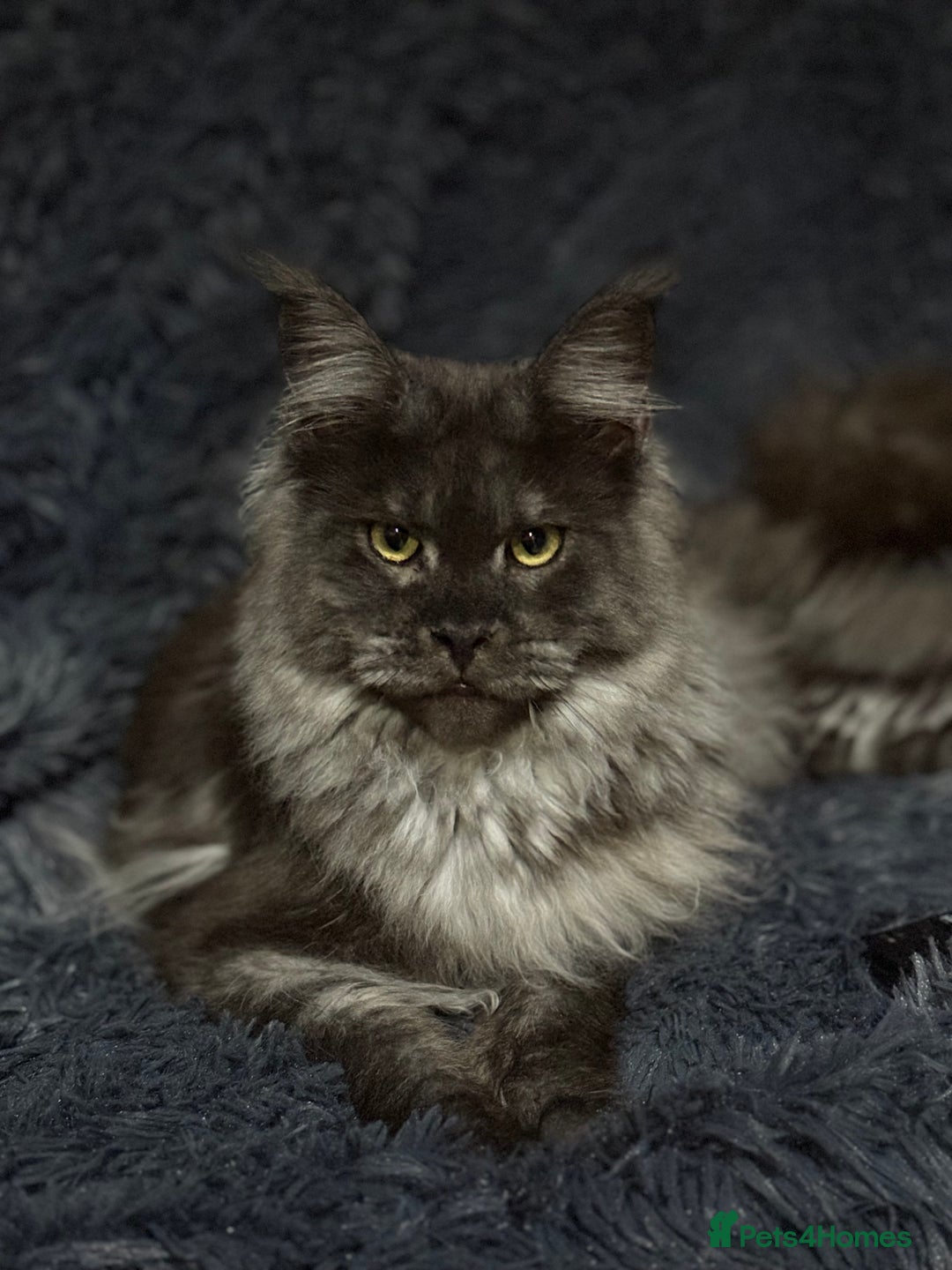 Maine Coon cats for sale: Active black smoke pedigree female - Image 1