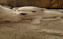 Maltese dogs for sale: Maltese Girls - Image 7