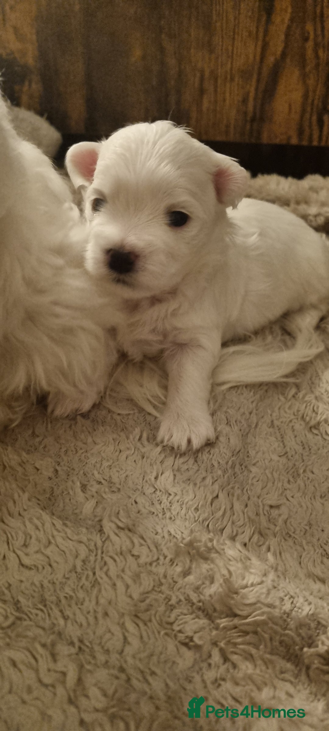 Maltese dogs for sale: Maltese Girls - Image 7