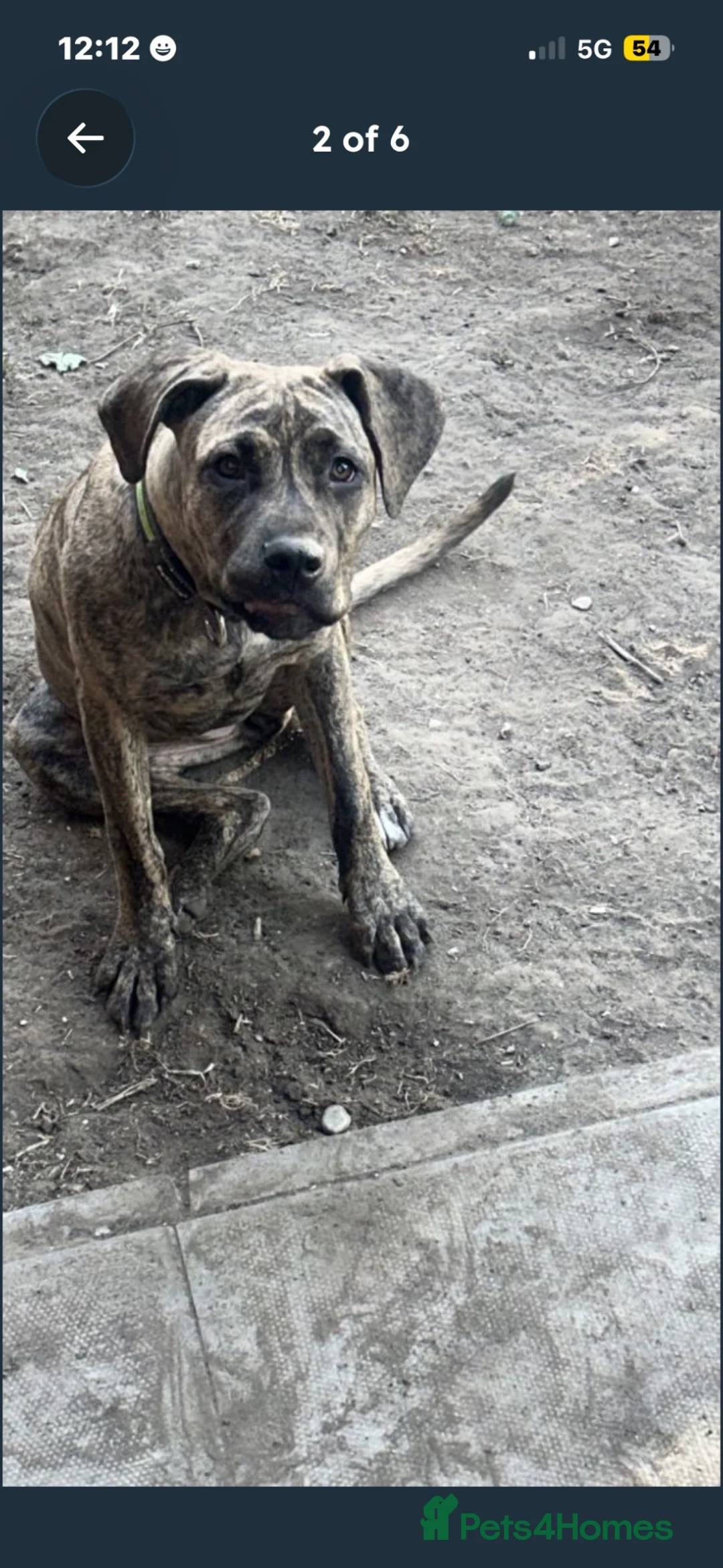 Mixed Breed dogs for sale: My Dog Hennessy  in Wembley - Advert 9