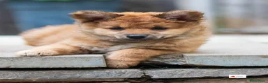 Mixed Breed Puppy 4