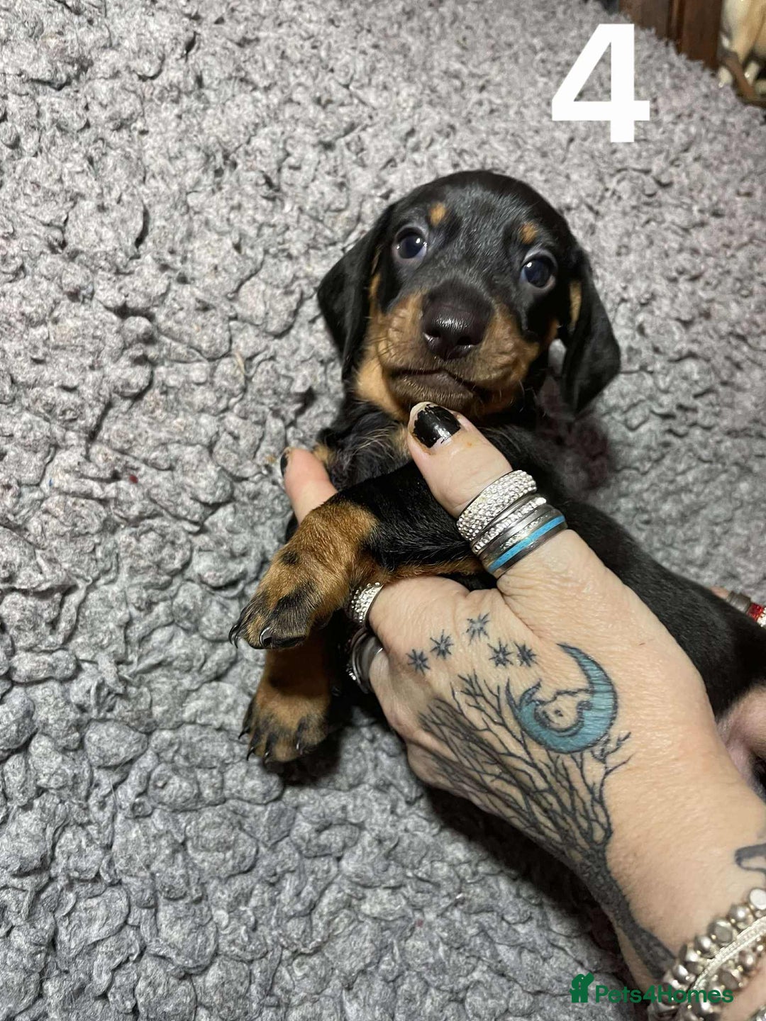 Dachshund dogs for sale: Stunning Litter of dachshund Puppies - Advert 11