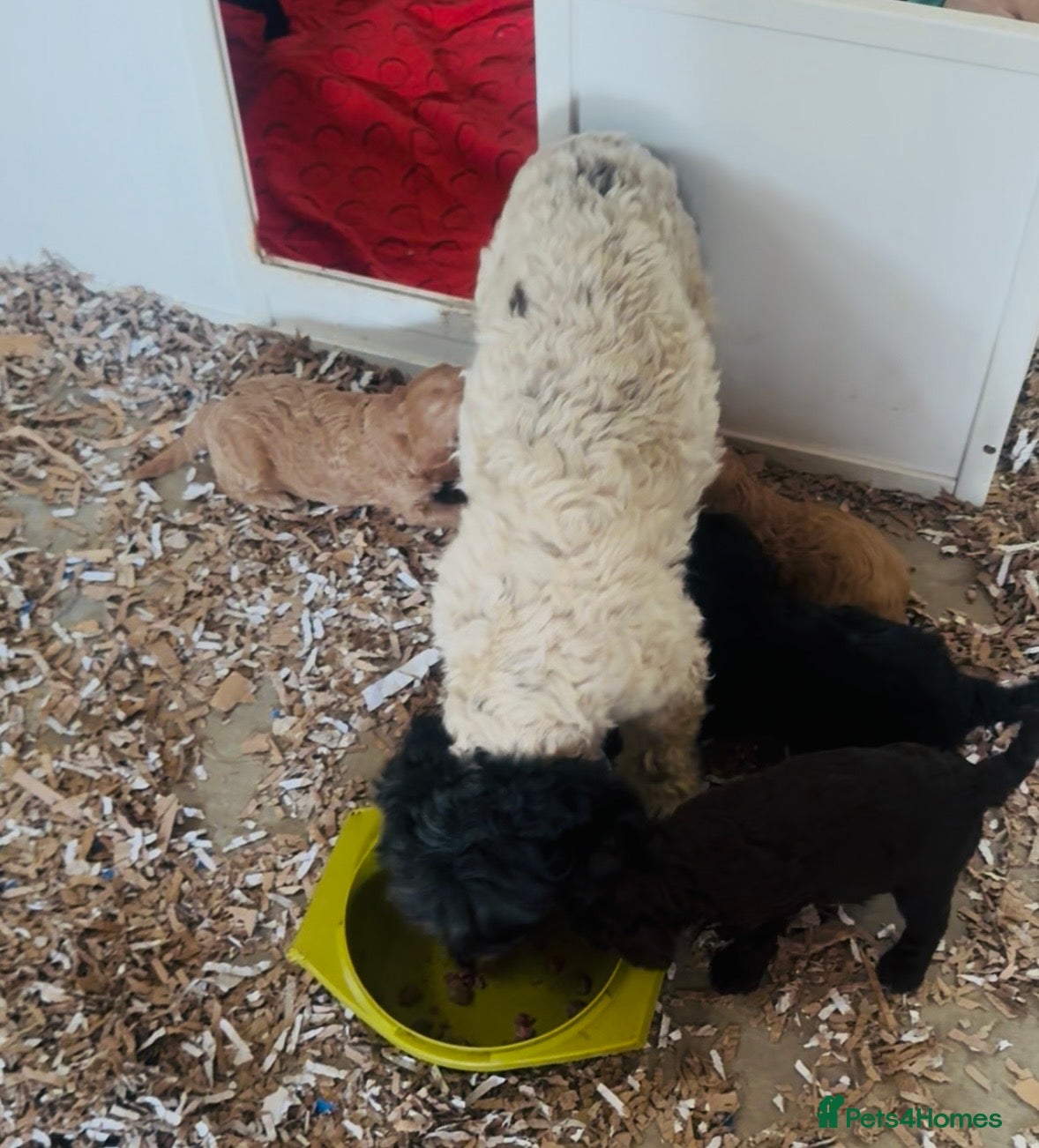 Cockapoo dogs Teddybears - Advert 2