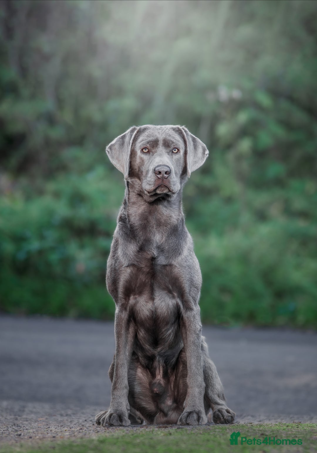 Labrador Retriever dogs for sale:  **  day Silver / Charcoal Labradors.  - Advert 7