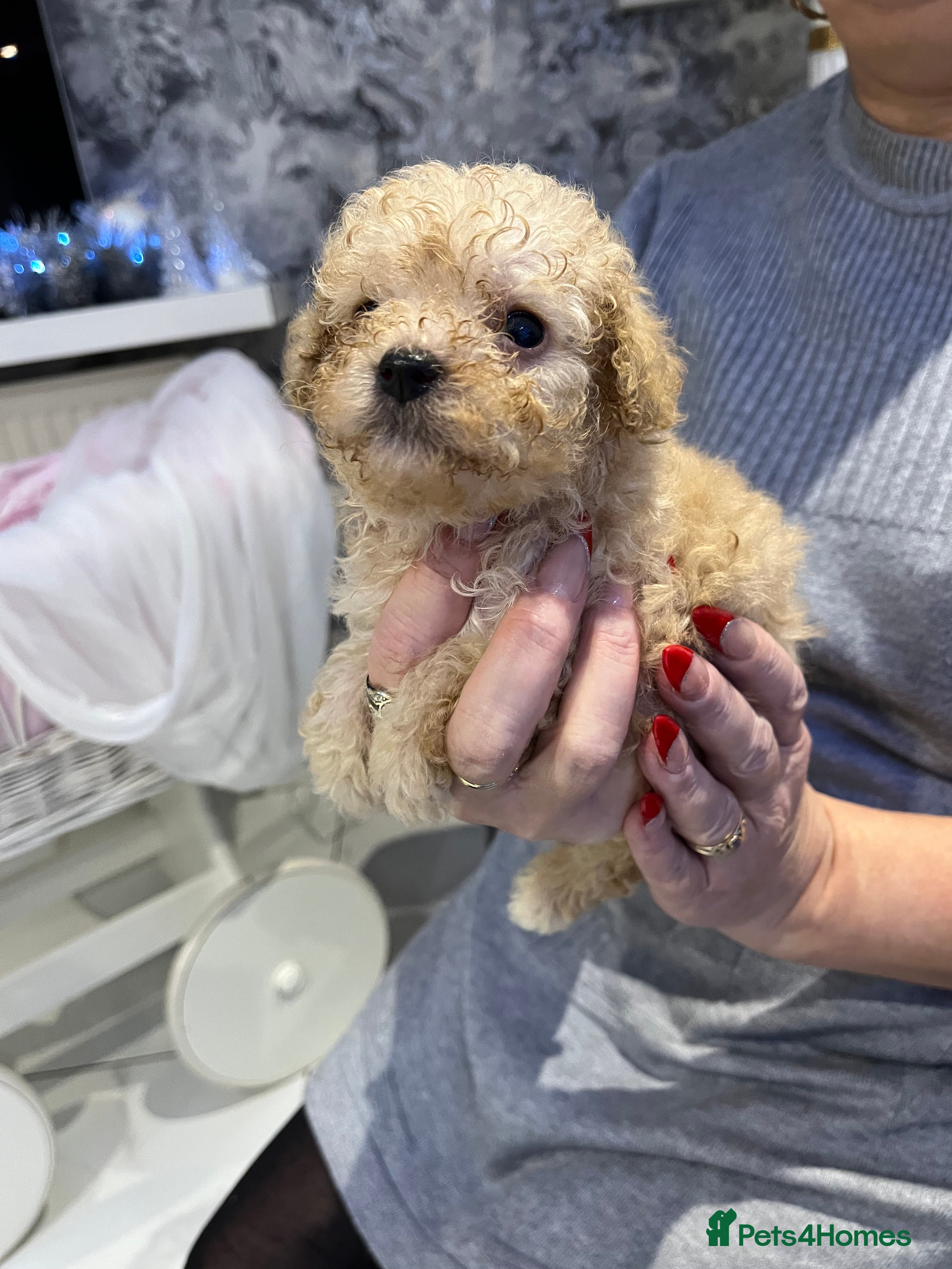 Maltipoo dogs Miniature maltipoo puppies - Advert 6
