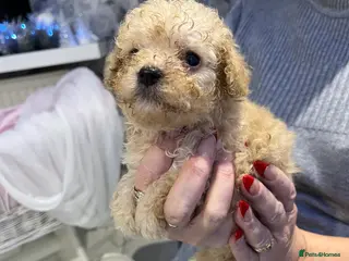 Maltipoo dogs Miniature maltipoo puppies - Advert 6