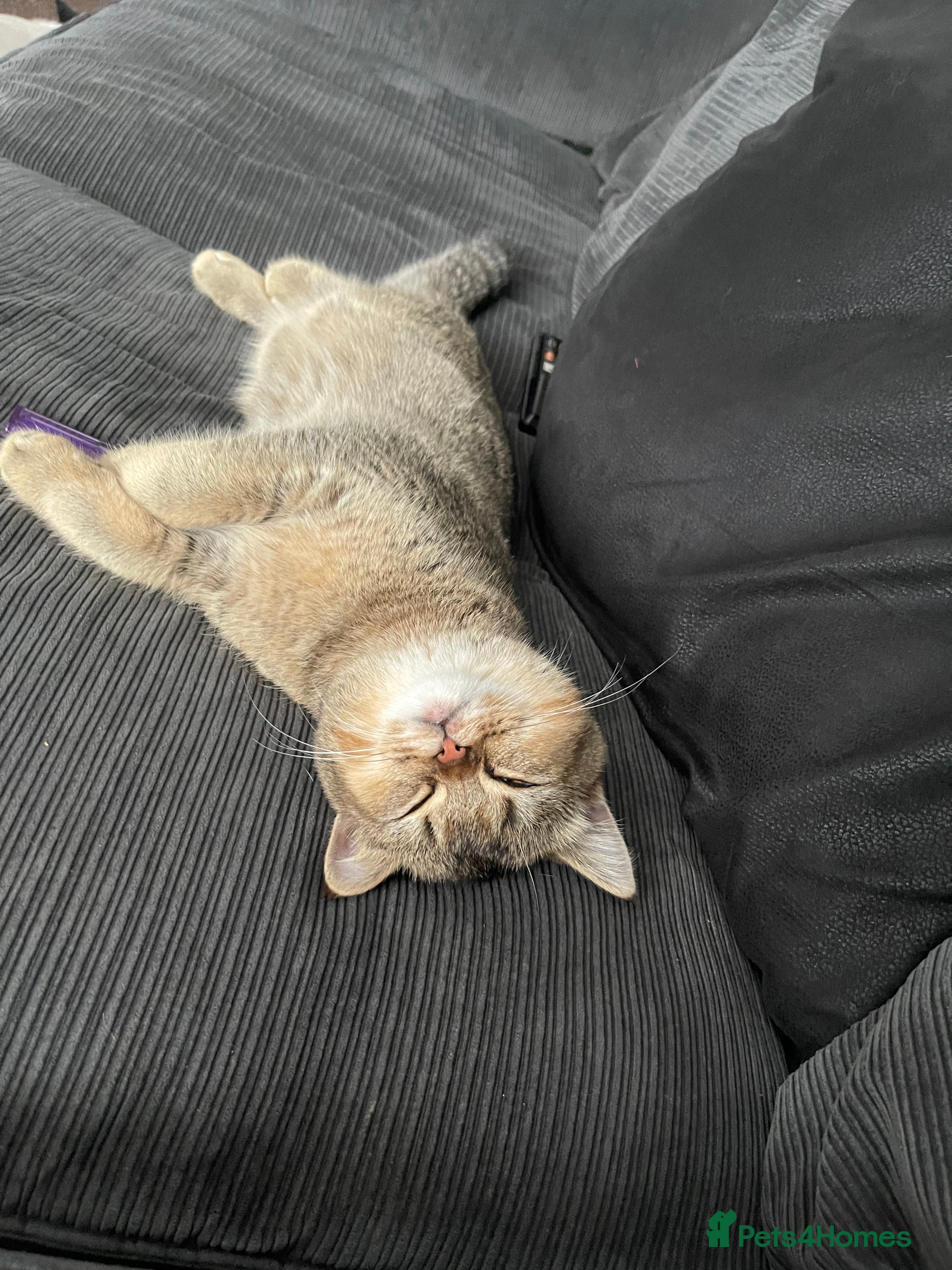 British Shorthair cats British shorthair to a good home  in Leeds - Advert 1