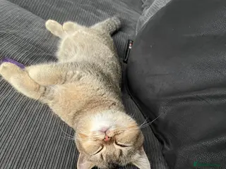 British Shorthair cats British shorthair to a good home in Leeds - Advert 1