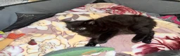 Mixed Breed cats for sale: 2 MALE BLACK LONG HAIRED FLUFFY KITTENS LEFT💘 - Advert 17
