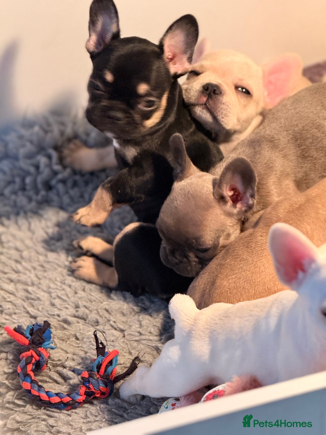 French Bulldog dogs for sale: Super Special KC Registered French Bulldog Puppies - Advert 5