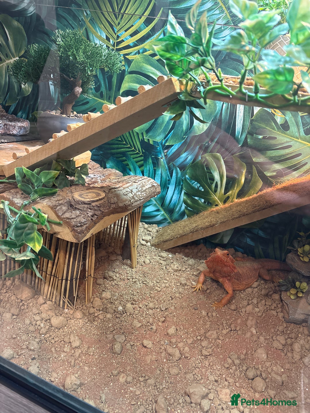 Bearded Dragon reptiles for sale: Female Bearded Dragon - full Luxury Vivarium Setup - Advert 5