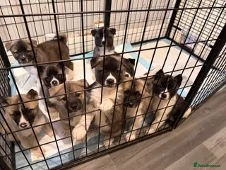 Akita dogs American Akita Puppies - Advert 2