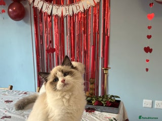 Ragdoll cats TICA Registered Ragdoll Kittens - Advert 4