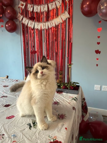 Ragdoll cats TICA Registered Ragdoll Kittens - Advert 4