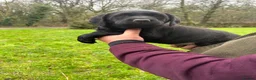 Labrador Retriever dogs for sale: Gorgeous black Labrador puppies - Advert 4