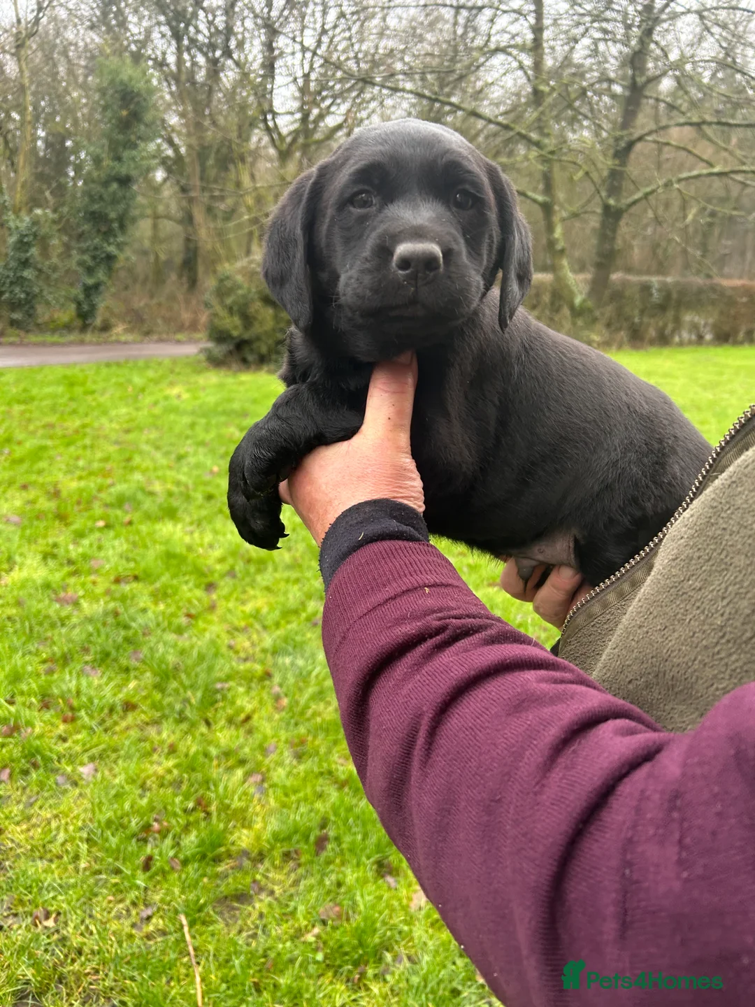 Labrador Retriever dogs for sale: Gorgeous black Labrador puppies - Advert 4