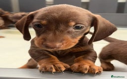 Miniature Dachshund dogs for sale: Beautiful teeny tiny mini dachshunds  - Image 8