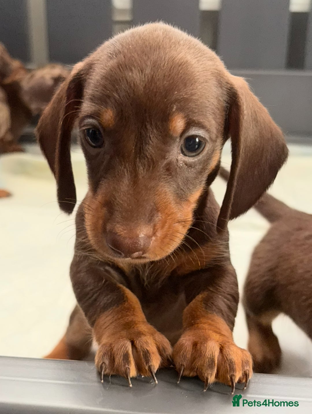 Miniature Dachshund dogs for sale: Beautiful teeny tiny mini dachshunds  - Image 8
