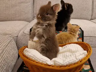 Lionhead rabbits Dustbunnies Lionheads for sale - Advert 8