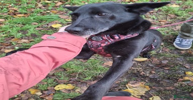 Mixed Breed dogs 💖🐶 MARY 🐶💖 - Advert 15