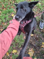 Mixed Breed dogs 💖🐶 MARY 🐶💖 - Advert 1